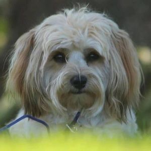 Meet your Posher, Paula